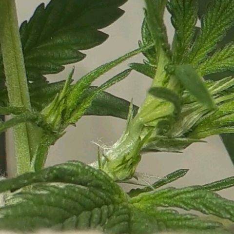 1302 A.C.A.B growlog timeline photo