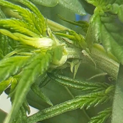 1302 A.C.A.B growlog timeline photo