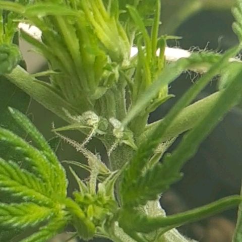 1302 A.C.A.B growlog timeline photo