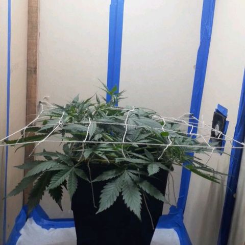 1302 A.C.A.B growlog timeline photo