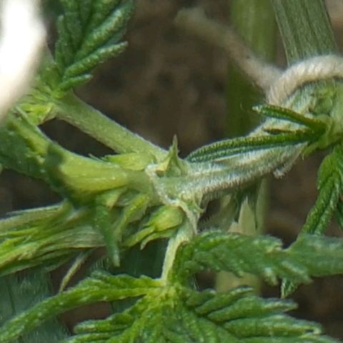 1302 A.C.A.B growlog timeline photo