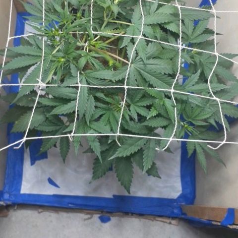 1302 A.C.A.B growlog timeline photo