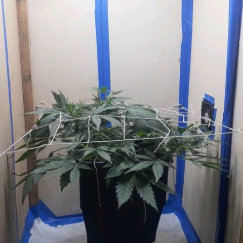 1302 A.C.A.B growlog timeline photo
