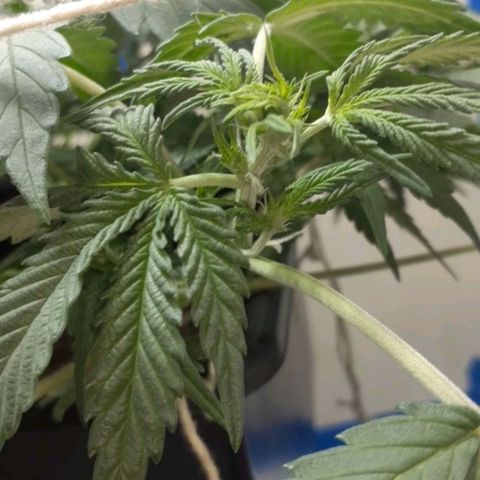 1302 A.C.A.B growlog timeline photo