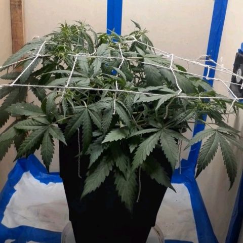 1302 A.C.A.B growlog timeline photo