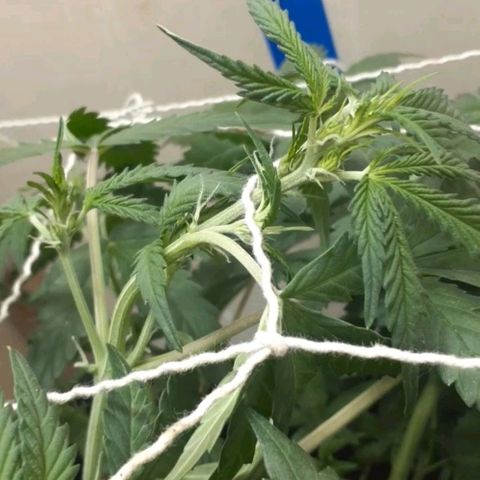 1302 A.C.A.B growlog timeline photo