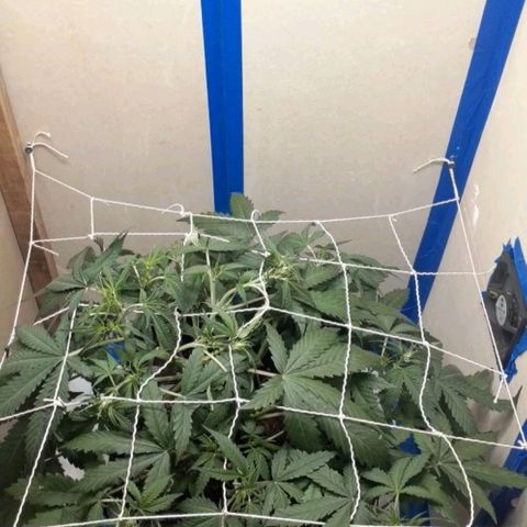 1302 A.C.A.B growlog timeline photo