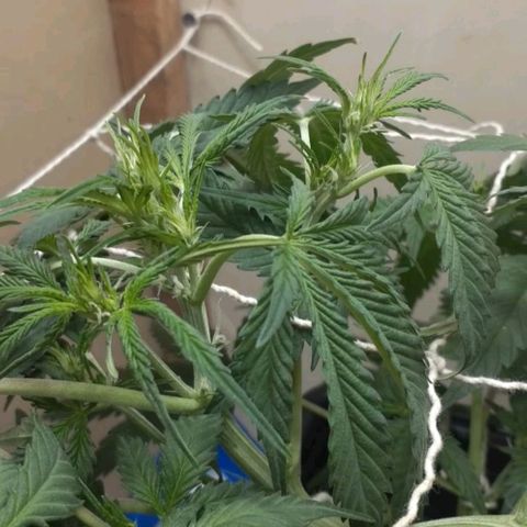 1302 A.C.A.B growlog timeline photo