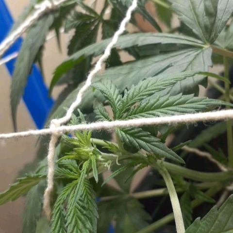 1302 A.C.A.B growlog timeline photo