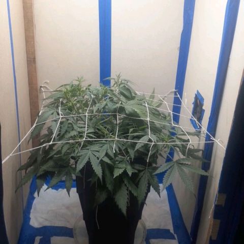 1302 A.C.A.B growlog timeline photo