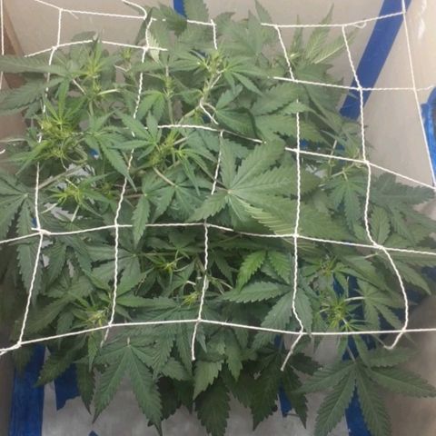 1302 A.C.A.B growlog timeline photo
