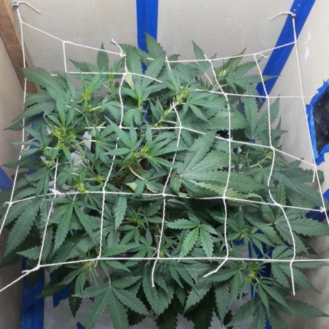 1302 A.C.A.B growlog timeline photo