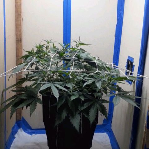 1302 A.C.A.B growlog timeline photo