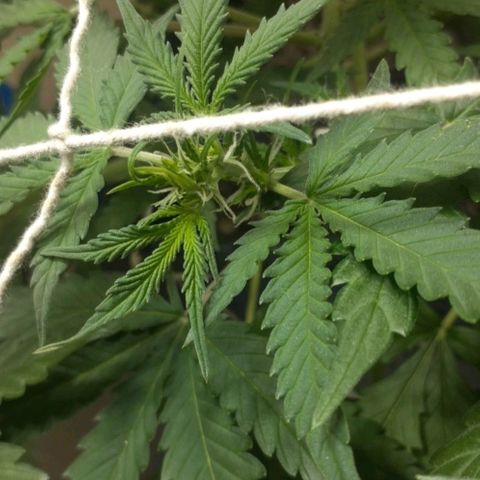 1302 A.C.A.B growlog timeline photo