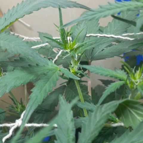 1302 A.C.A.B growlog timeline photo