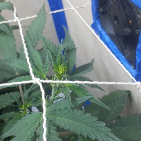 1302 A.C.A.B growlog timeline photo