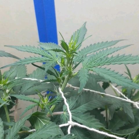 1302 A.C.A.B growlog timeline photo