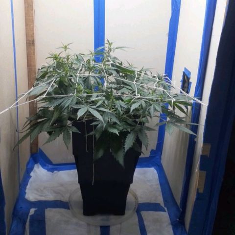 1302 A.C.A.B growlog timeline photo