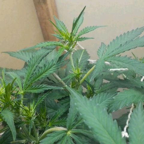 1302 A.C.A.B growlog timeline photo
