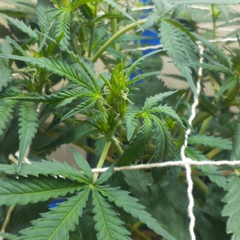 1302 A.C.A.B growlog timeline photo