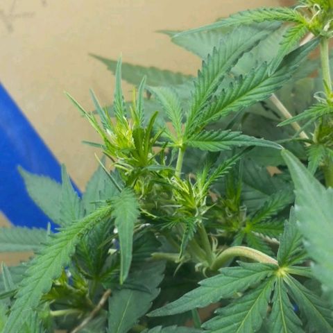 1302 A.C.A.B growlog timeline photo