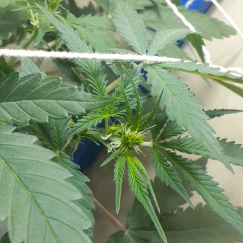 1302 A.C.A.B growlog timeline photo