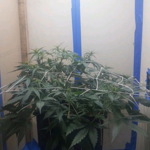 1302 A.C.A.B growlog timeline photo