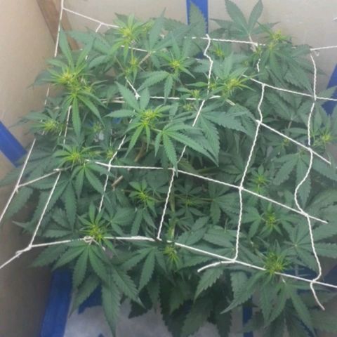 1302 A.C.A.B growlog timeline photo