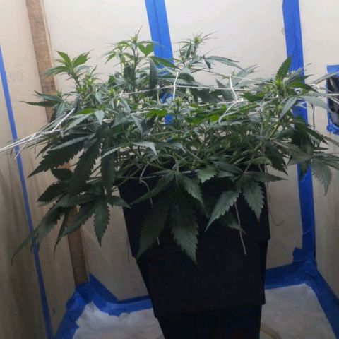 1302 A.C.A.B growlog timeline photo