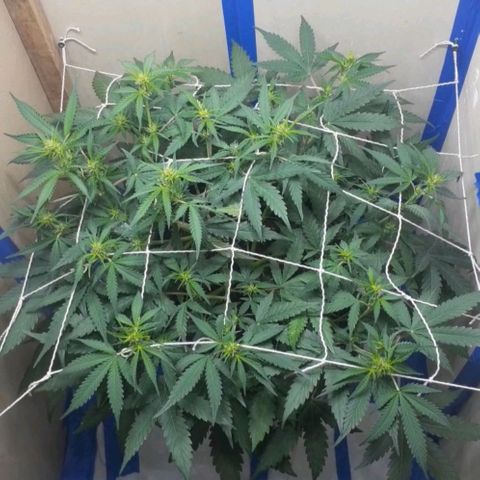 1302 A.C.A.B growlog timeline photo