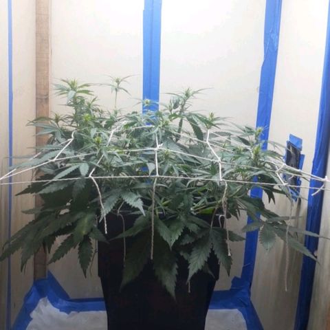 1302 A.C.A.B growlog timeline photo