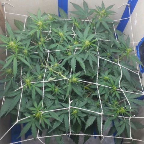 1302 A.C.A.B growlog timeline photo