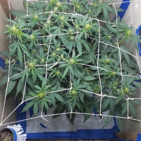 1302 A.C.A.B growlog timeline photo