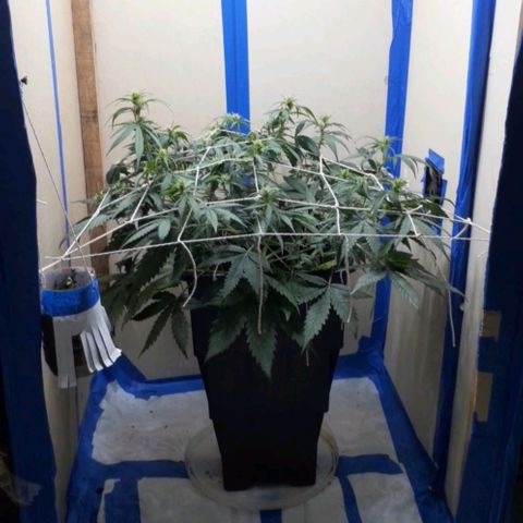 1302 A.C.A.B growlog timeline photo