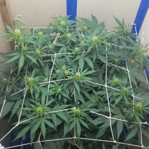 1302 A.C.A.B growlog timeline photo