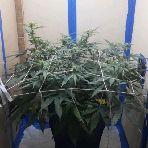 1302 A.C.A.B growlog timeline photo