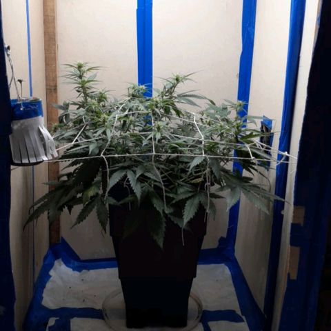 1302 A.C.A.B growlog timeline photo