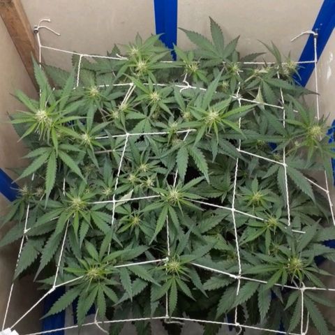 1302 A.C.A.B growlog timeline photo