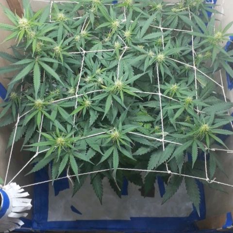 1302 A.C.A.B growlog timeline photo