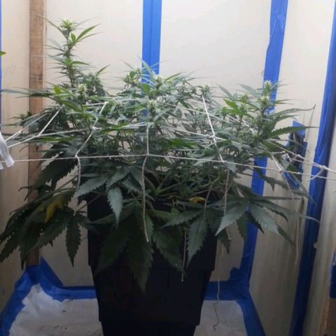 1302 A.C.A.B growlog timeline photo