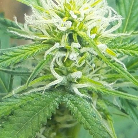 1302 A.C.A.B growlog timeline photo