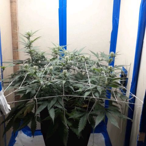 1302 A.C.A.B growlog timeline photo
