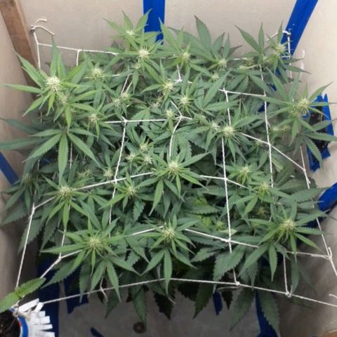 1302 A.C.A.B growlog timeline photo