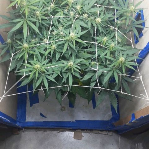 1302 A.C.A.B growlog timeline photo