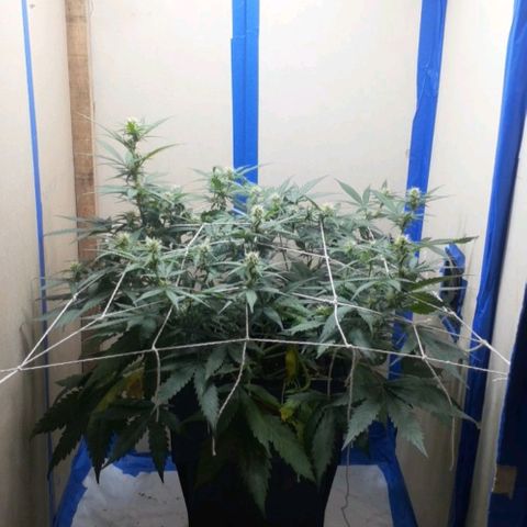 1302 A.C.A.B growlog timeline photo