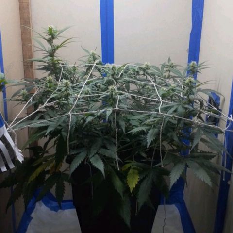 1302 A.C.A.B growlog timeline photo