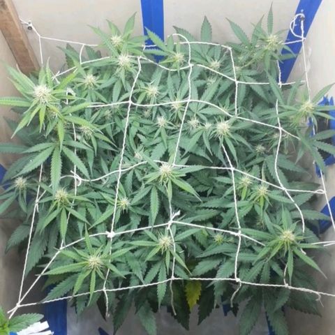 1302 A.C.A.B growlog timeline photo