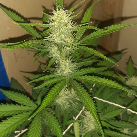 1302 A.C.A.B growlog timeline photo