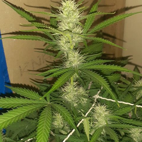 1302 A.C.A.B growlog timeline photo