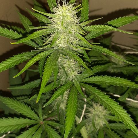 1302 A.C.A.B growlog timeline photo